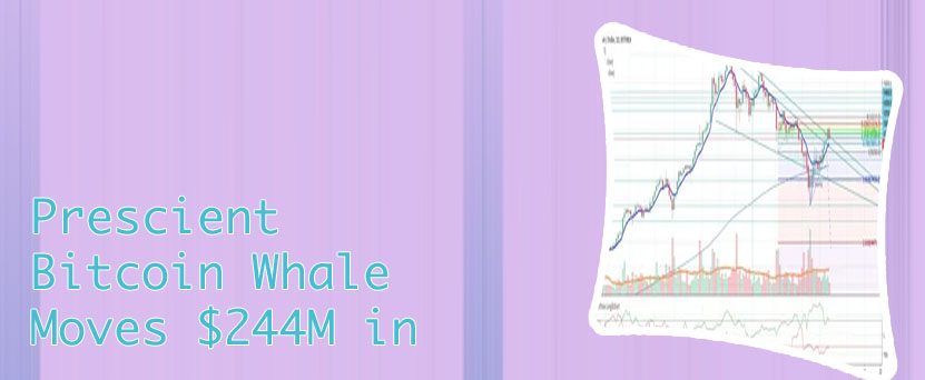 Bitfinex btc long vs short